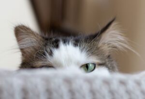 8 foto di gatti introvabili che ti faranno scervellare