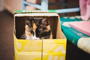 8 foto di gatti intrufolati dentro gli oggetti più impensabili