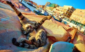 8 sorprendenti foto di gatti scattate al momento giusto