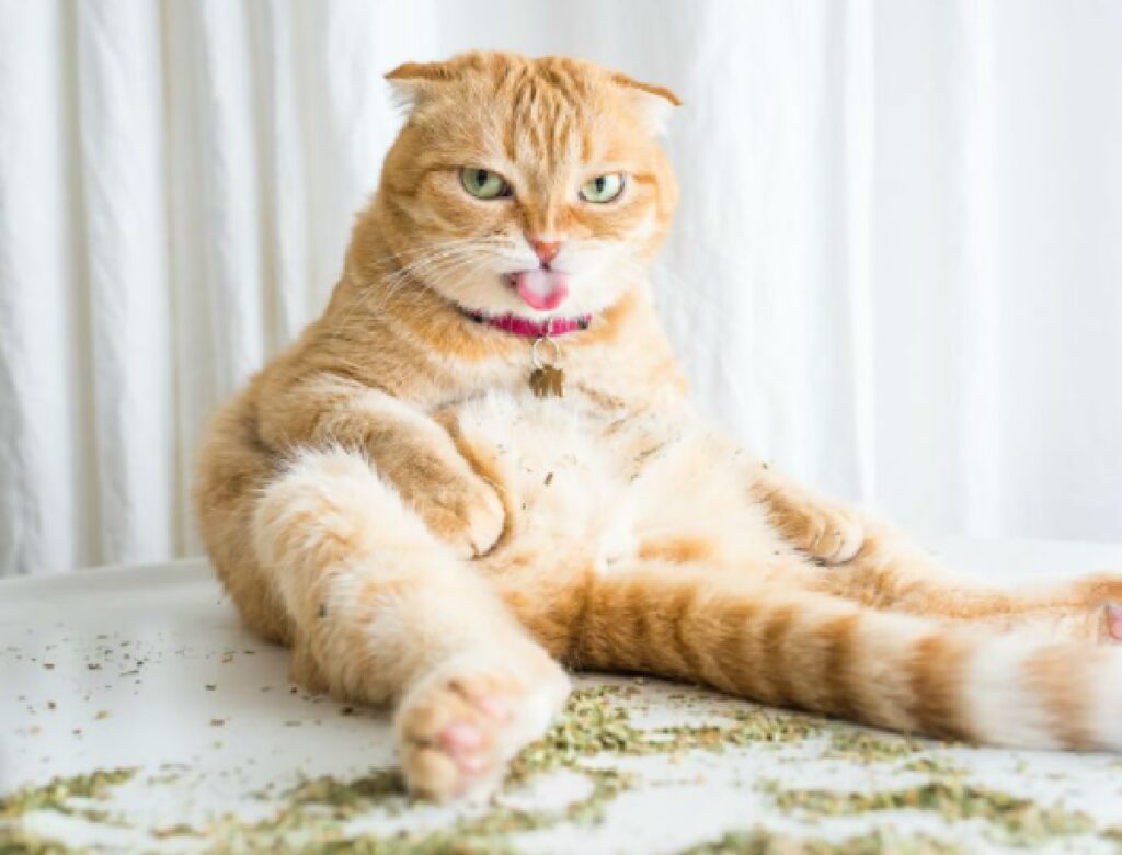 gatto arancione lingua fuori