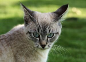 8 foto di gatti sorpresi a divertirsi con l’erba gatta