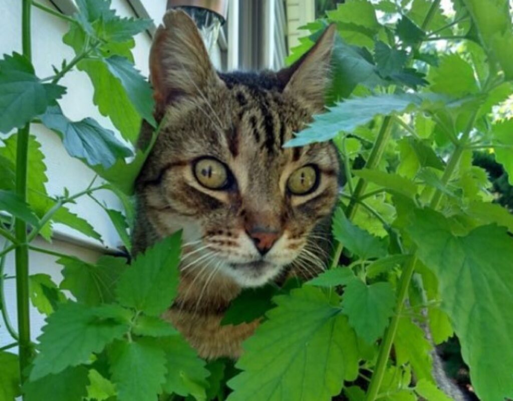 gatto occhi sbarrati indizio