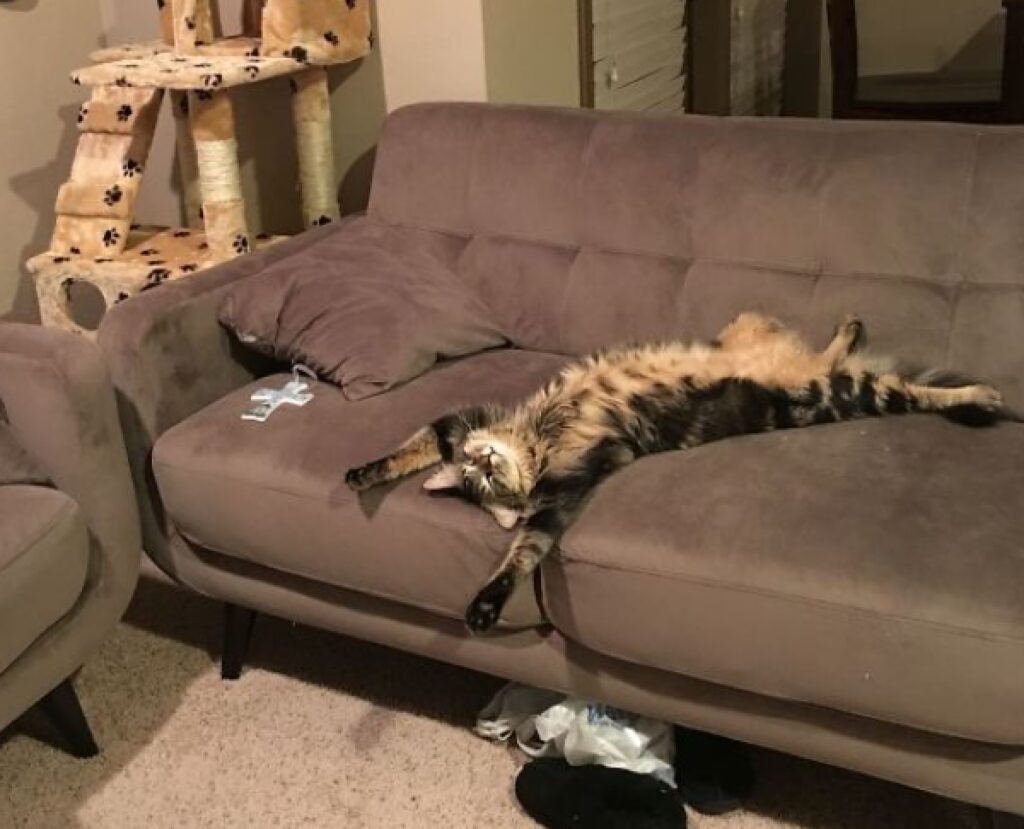 gatto divano marrone soriano