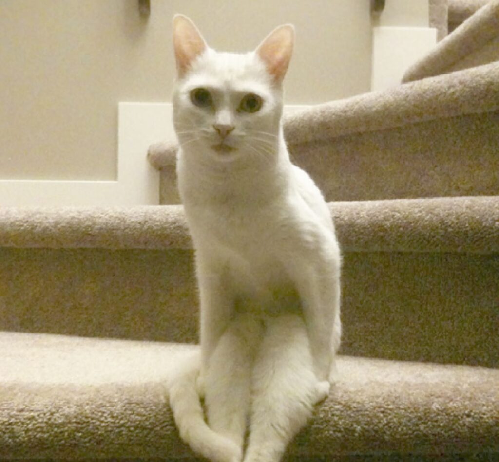 gatto bianco sguardo serio scale