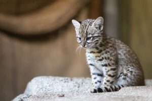 8 foto in grado di confermare che i gatti non fanno parte di questo pianeta