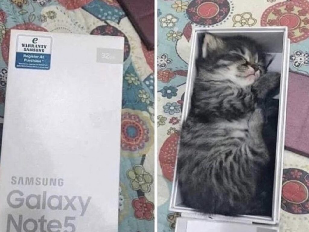 gatto scatola telefonino