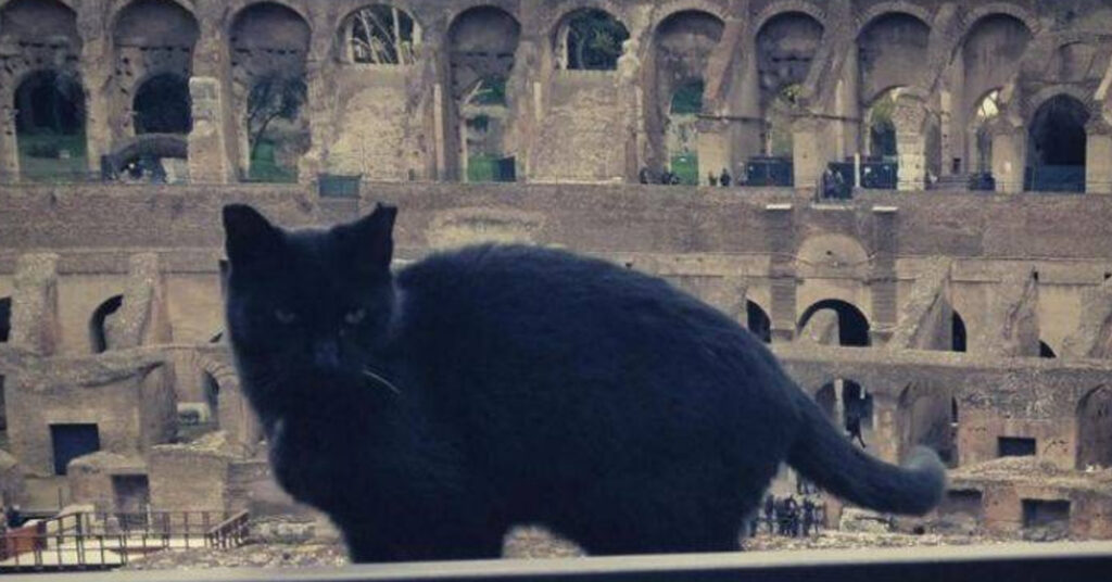 Gatto nero del Colosseo