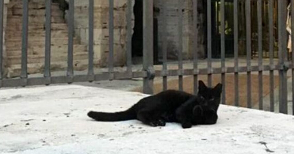 Gatto nero sdraiato