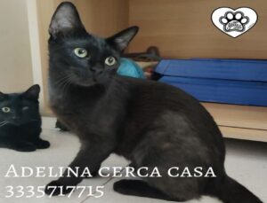 Adelina, la splendida gattina che cerca casa: siete pronti a trovarle una famiglia?