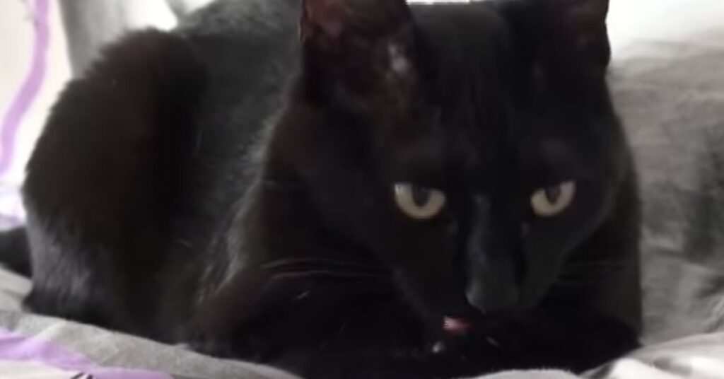 gattina nera che ha aperto la porta al padrone sordo