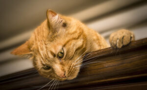 Dopo aver visto i nuovi giochi di suo fratello per la prima volta, questo gatto escogita un piano “geniale” (video)