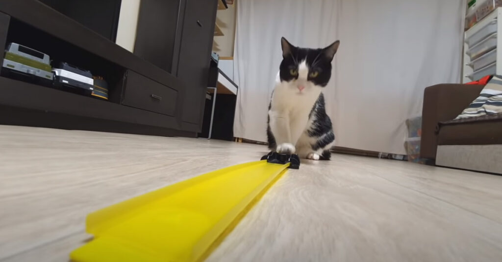 Gatto che osserva un gioco