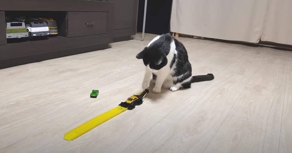 Gatto che si diverte