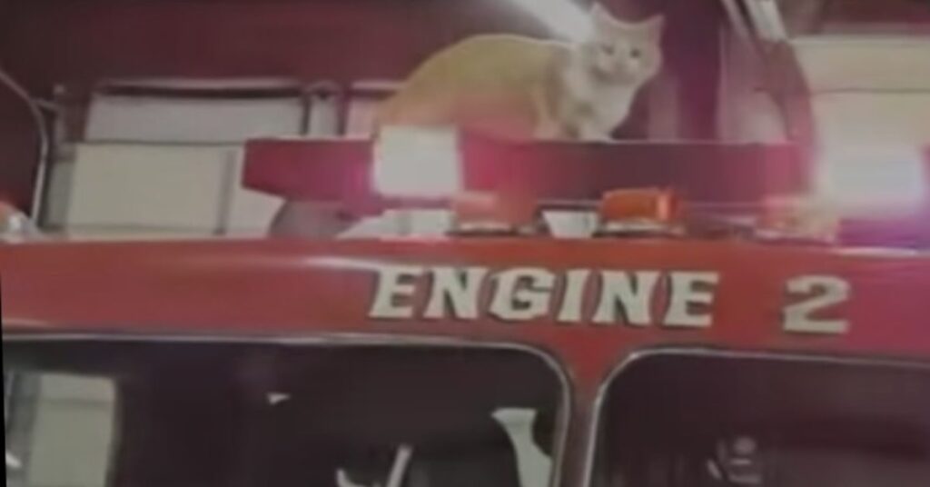 gatto sul camion dei pompieri