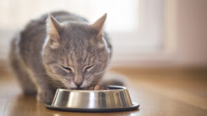 I gatti possono mangiare le zucchine?