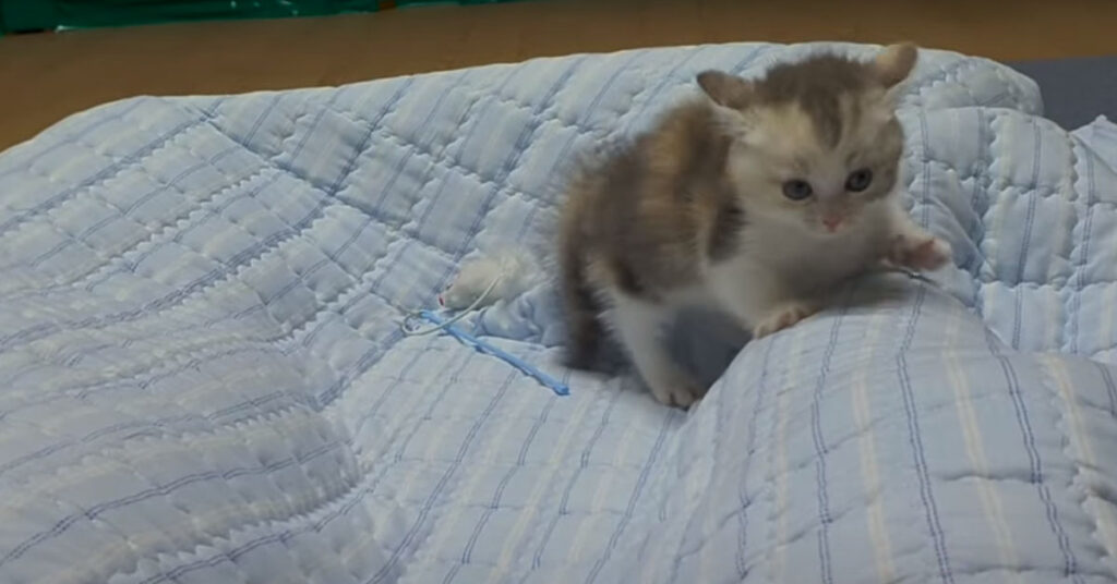 Gattino che gioca su un letto