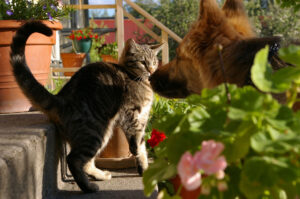 Il gatto e il suo amico, un cane Akita, si divertono con un gioco particolare (video)