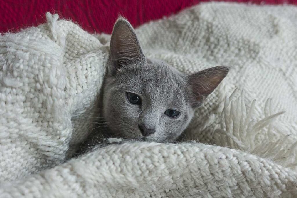 gatto che succhia la coperta di cotone
