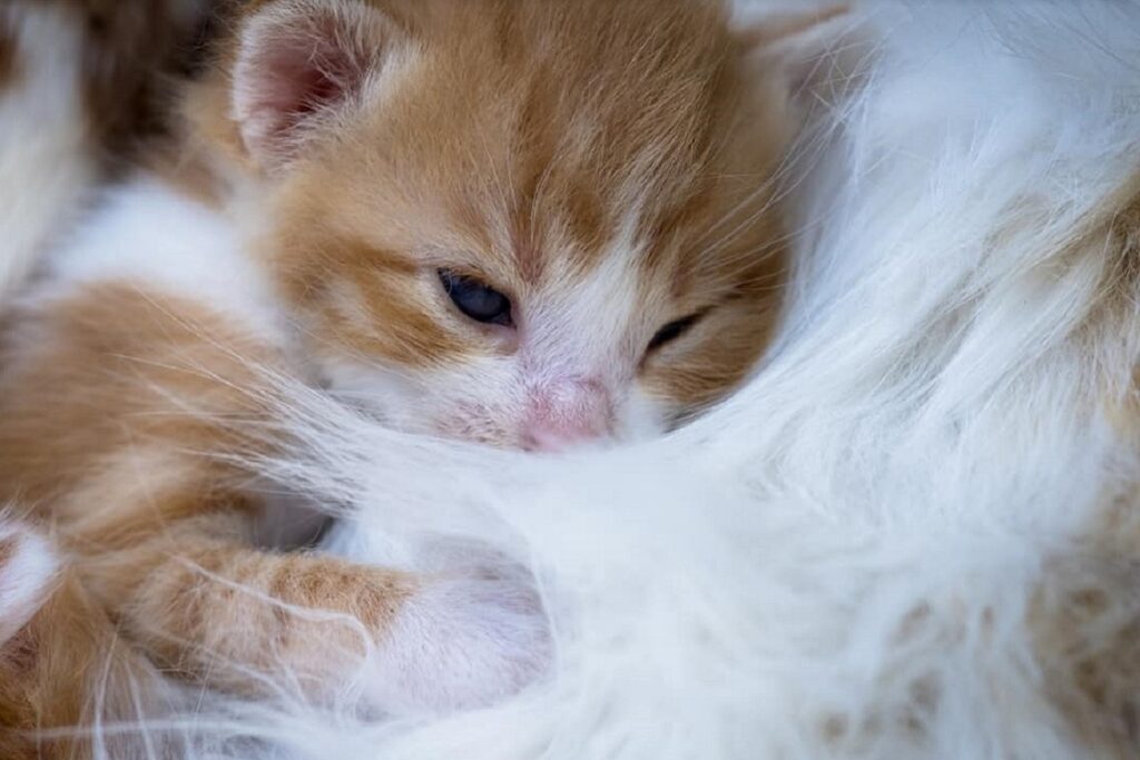 gattino con la sua mamma