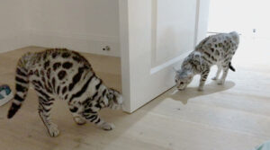 I due gatti del Bengala si preparano teneramente per una lotta dolcissima (video)