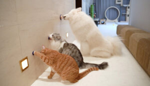 I due gatti e il Samoiedo si rendono conto che il muro di casa è pieno di dolcetti: la loro reazione è da ridere (video)