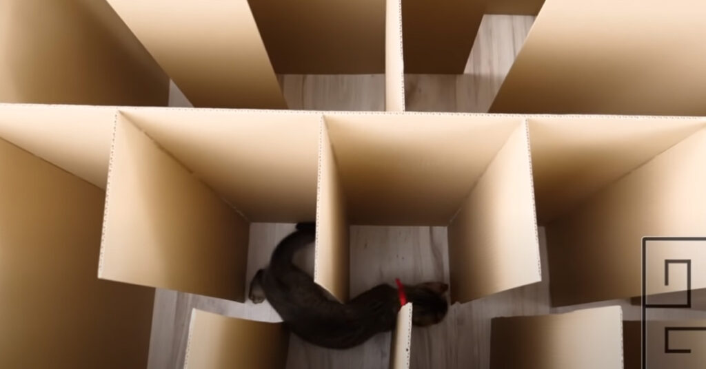 Gatto che cerca di uscire da un labirinto