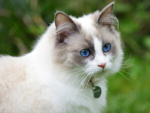 I gatti Ragdoll scoprono per la prima volta quanto sia divertente giocare con le macchinine (video)