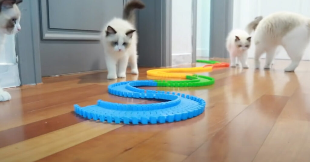 Gatti con una pista di macchinine