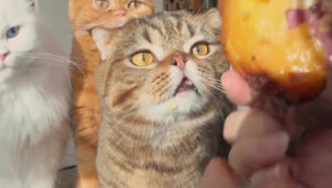 I gatti assaggiano per la prima volta una patata un po’ particolare (video)