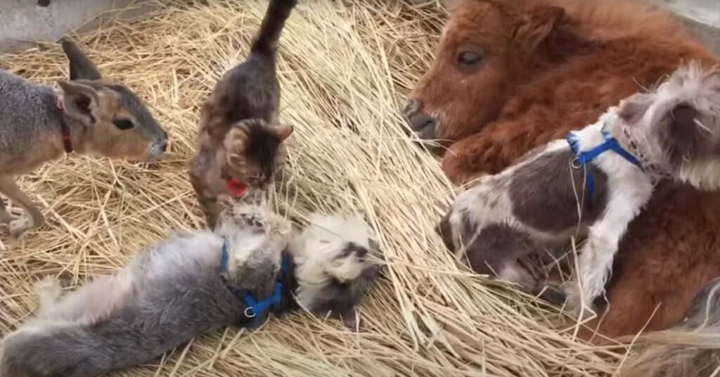 Gatto con animali della fattoria