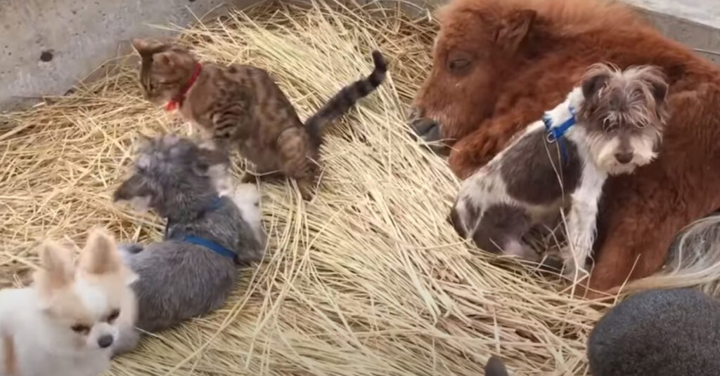 Gatto con animali della fattoria