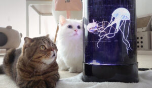 I gatti incontrano per la prima volta delle meduse e ne restano affascinati (video)
