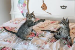 I gattini affrontano per la prima volta un “feroce” coccodrillo (video)