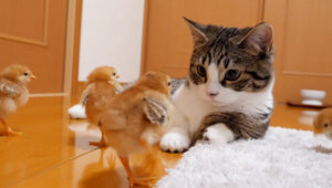 Il gattino Coco viene “attaccato” da dei piccoli pulcini (video)