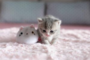 Gattino piccolo