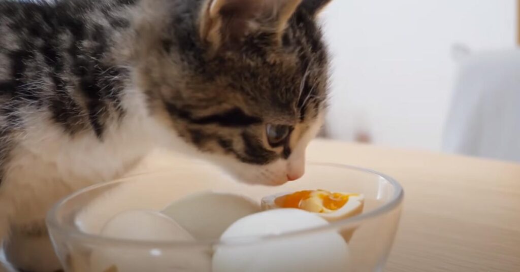Gatto che annusa delle uova