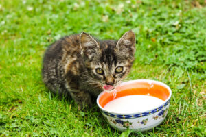 Il gattino di 21 giorni appena salvato beve il latte per la prima volta (video)