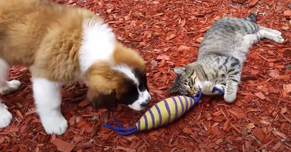 Gatto con un cucciolo di San Bernardo