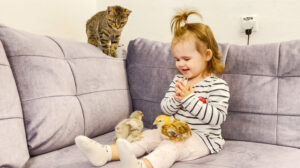 Il gattino e la sua amica bambina incontrano per la prima volta dei pulcini (video)