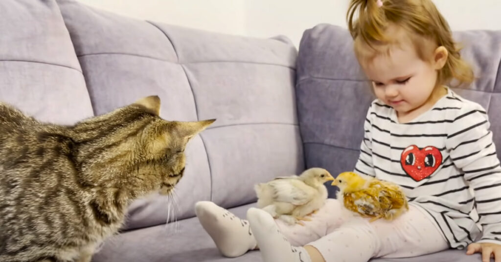 Gatto che osserva una bambina con dei pulcini