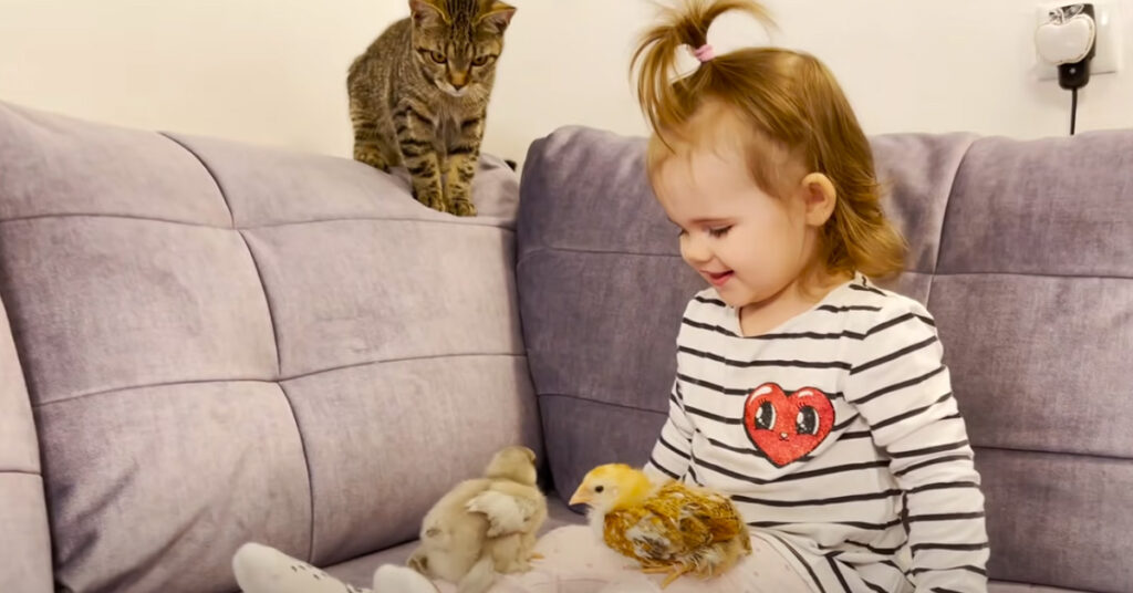 Gatto, bambina e pulcini