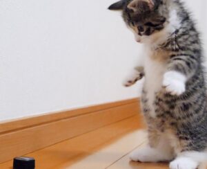 Il gattino prende tutto il coraggio che ha e decide di sfidare un nemico temibile… un tappo (video)