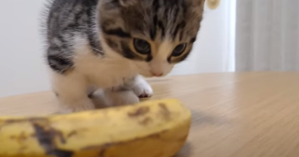 Gattino studia una banana