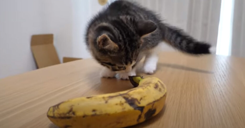 Gattino che osserva una banana