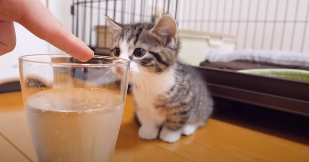 Gattino vuole bere