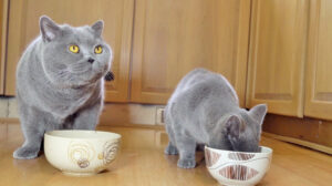 Il gatto British Shorthair sembra confuso: chi sta rubando il suo cibo? (video)