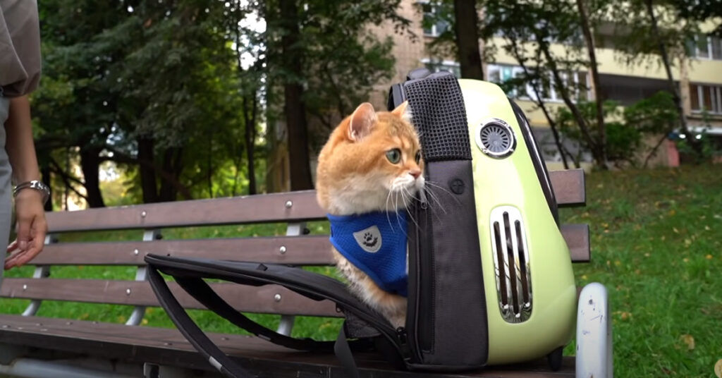 Gatto dentro ad una borsa