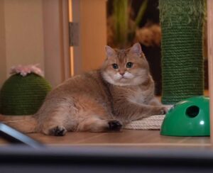 Il gatto Hosico, star del web, prova a rimettersi in forma in vista della prova costume (video)