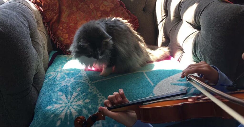 Gattino che ascolta la padrona che suona il violino
