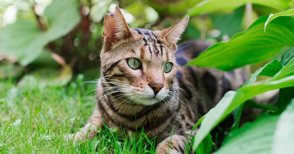 Gatto del Begala in un prato